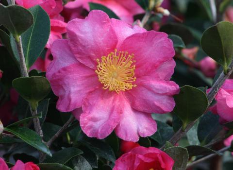 Shishi Gashira & Hot Flash Camellias 3-Gallon