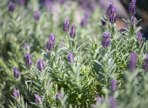 Lavender Munstead & Superblue