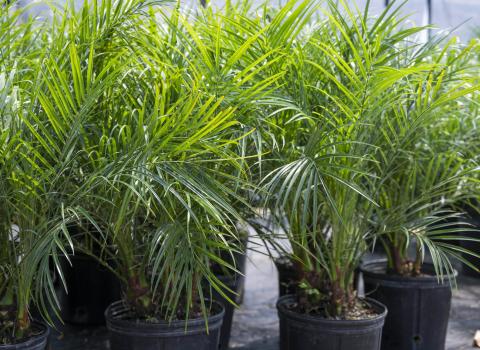 Phoenix Roebellenii Palm 