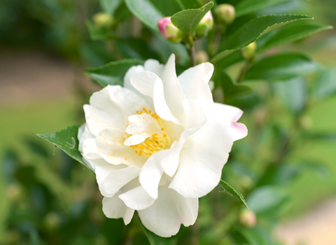 Autumn Rocket Camellia 3-Gallon