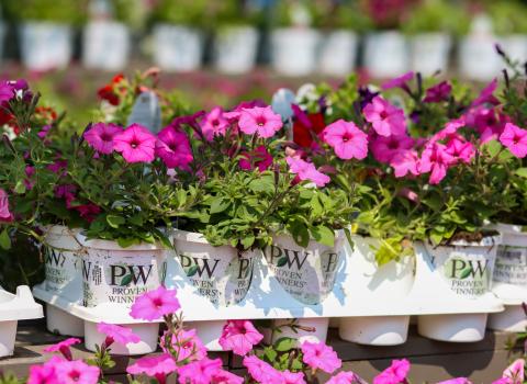 Proven Winners 4-inch Petunias & Million Bells