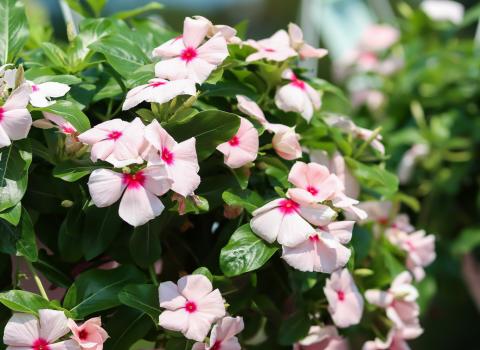 6-inch Vinca