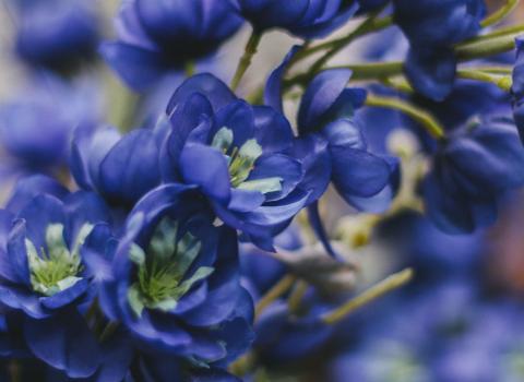 All Dried & Lifelike Flowers