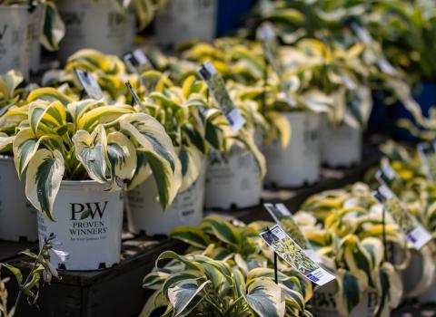 Proven Winners Perennials