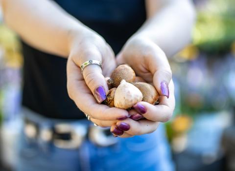 Spring Garden Bulbs & Bare Roots