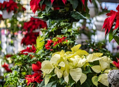 Poinsettia 6-inch (Red, White, & Pink)