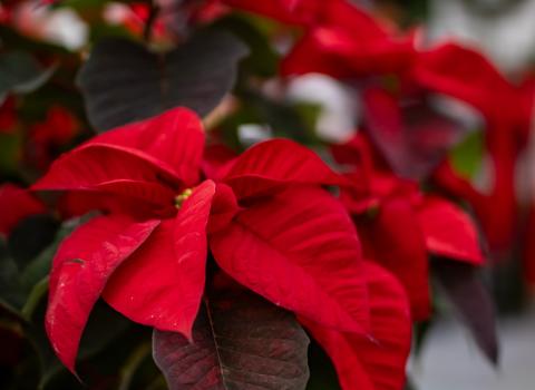 6-inch Poinsettias (Red, Pink, White) 