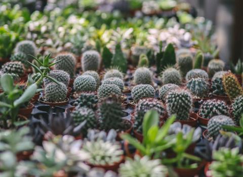 Mini Foliage & Succulents