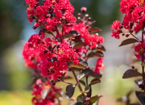 Crepe Myrtles