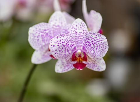 All Orchids