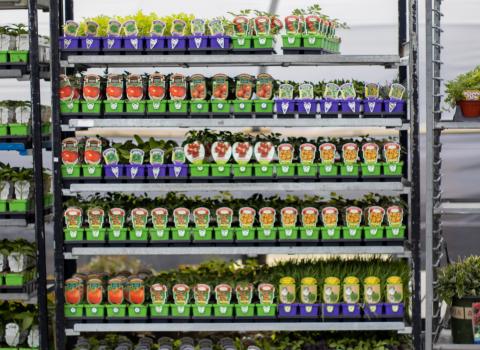 Tomatoes & Peppers 4-inch