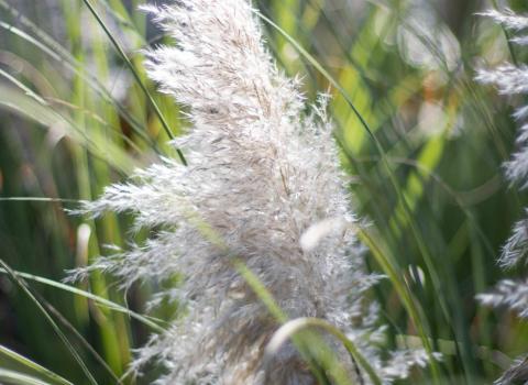 Ornamental Grasses