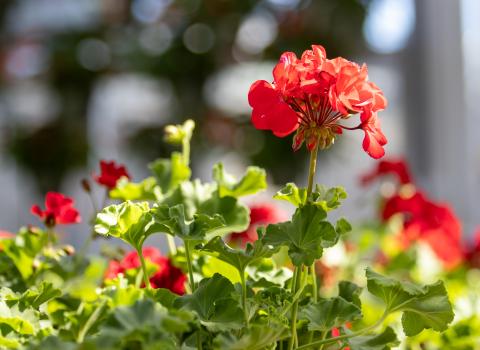 6-inch Begonias 