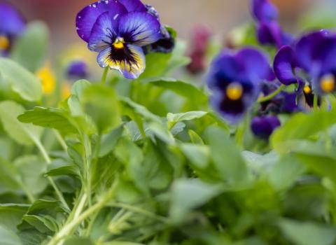 4-inch Pansies