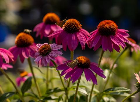 Coneflowers