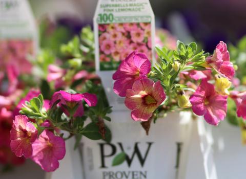 Proven Winners 4-inch Annuals