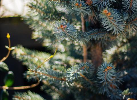 Blue Spruce