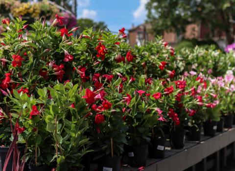 Mandevilla 10-inch