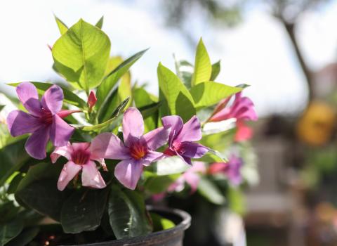 Mandevilla Bluephoria