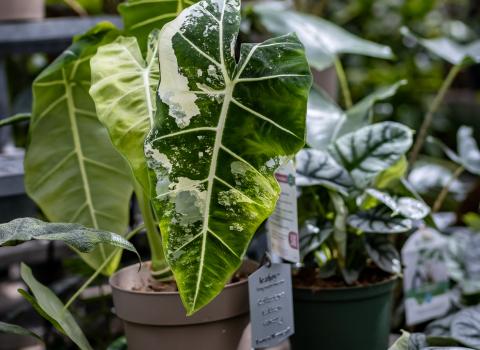 All Alocasia
