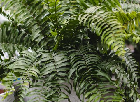 Macho & Kimberly Queen Fern 10-inch & 6-inch