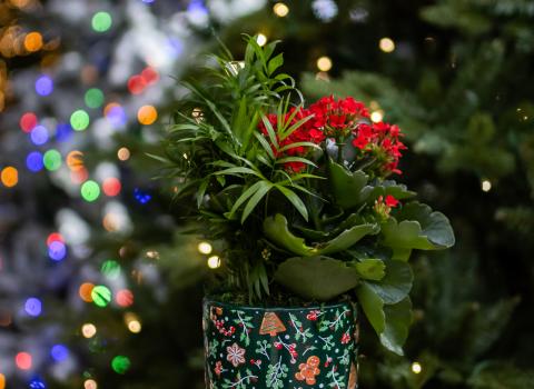 Preplanted Holiday Gardens