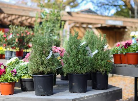 8-inch Rosemary Topiaries
