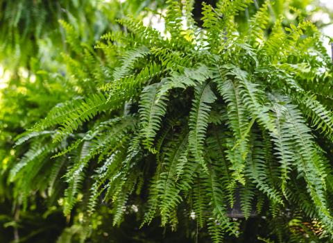 Boston Fern Compacta Hanging Basket 10-inch