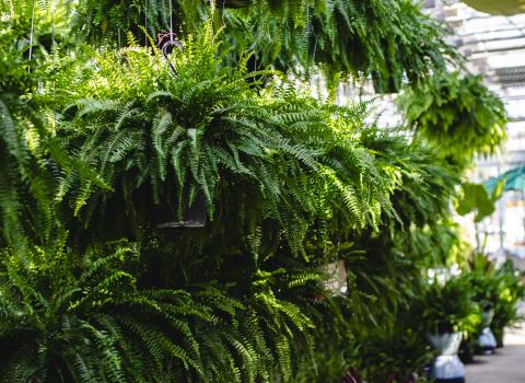 Boston Fern Hanging Basket