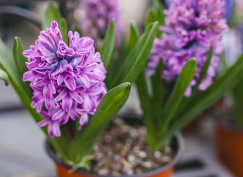 Tulips & Hyacinth 6-inch