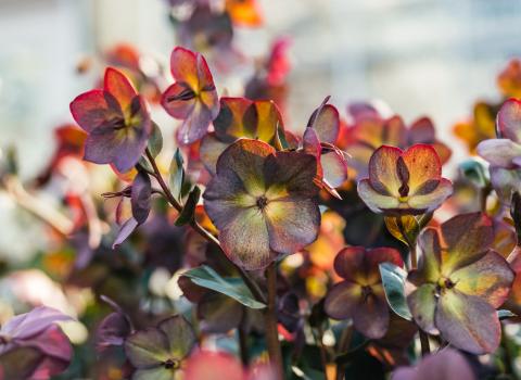 Hellebores