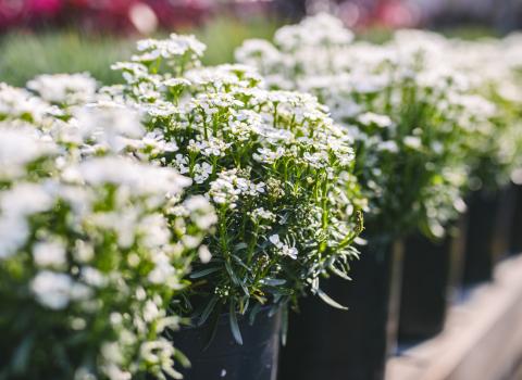 Candytuft & Creeping Phlox
