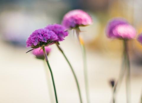 Scabiosa