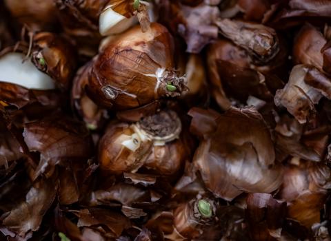 All Garden Bulbs