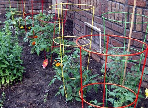 Bright Color Tomato Cages 42in