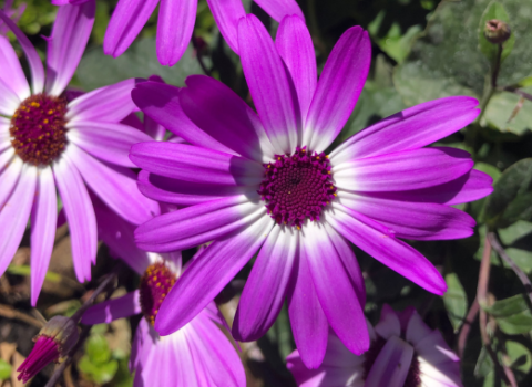 Pericallis