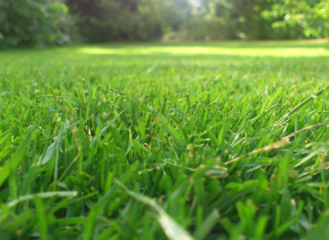 Grass Plugs