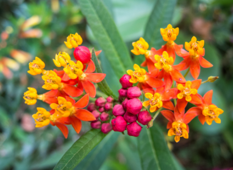 Tropical Milkweed