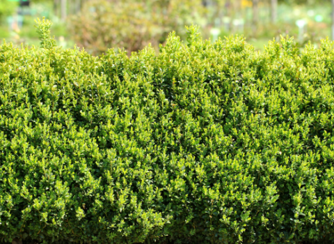Boxwood Liberty Belle