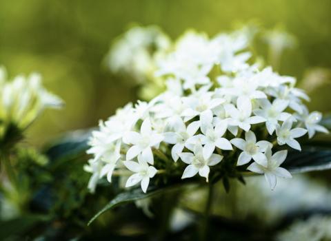 Pentas