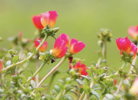 6-inch Purslane