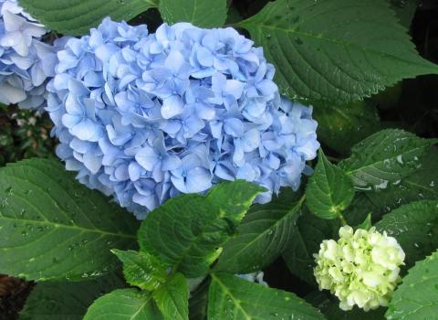 Nantucket Blue Hydrangeas