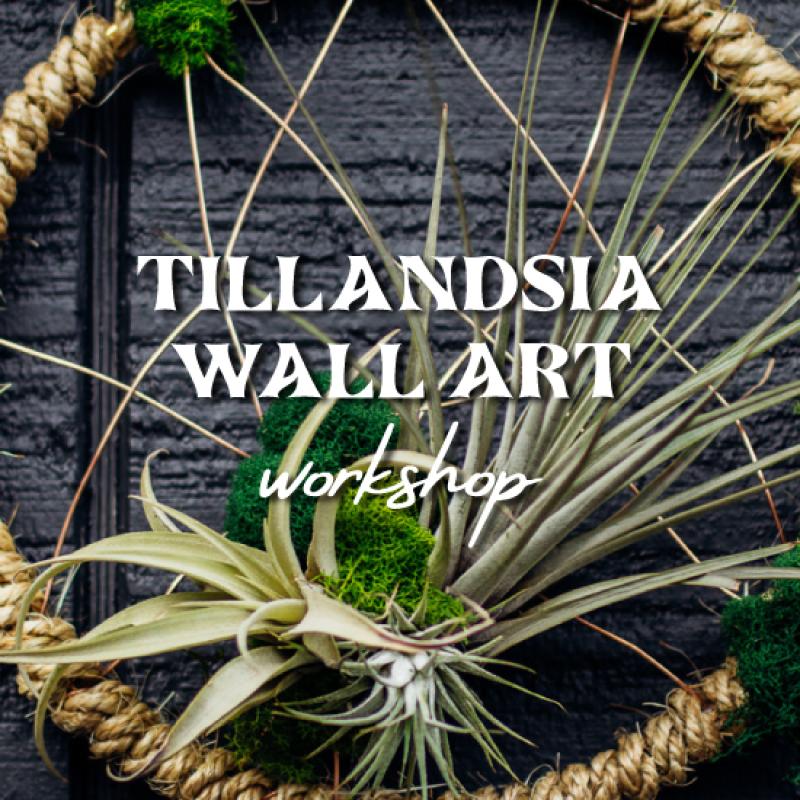 Tillandsia Wall Art Workshop