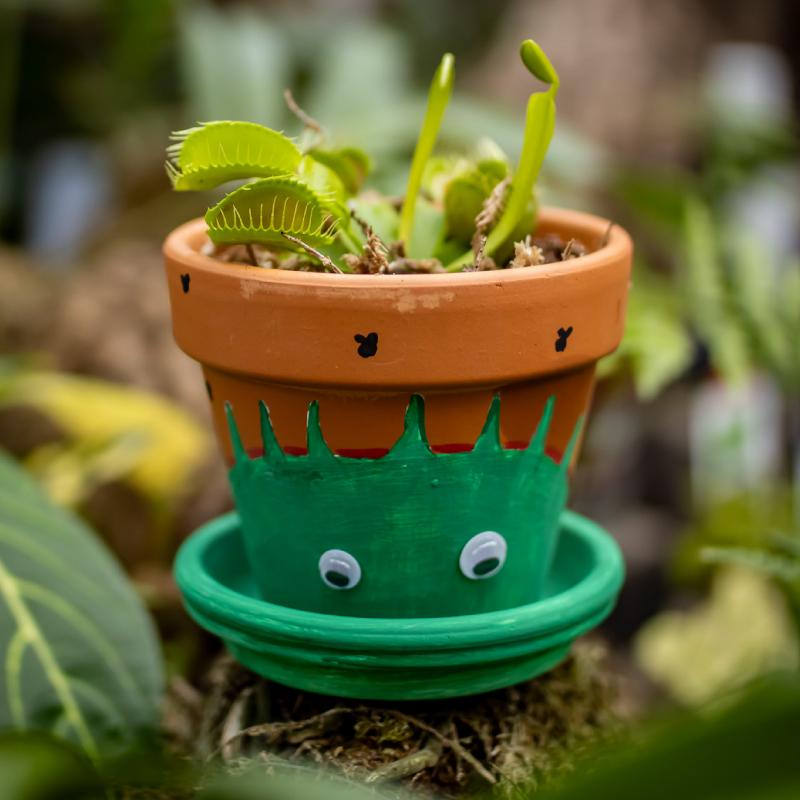 Venus Fly Trap Workshop for Kids