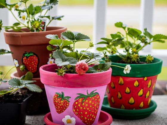 Brushes and Berries: Workshop for Kids