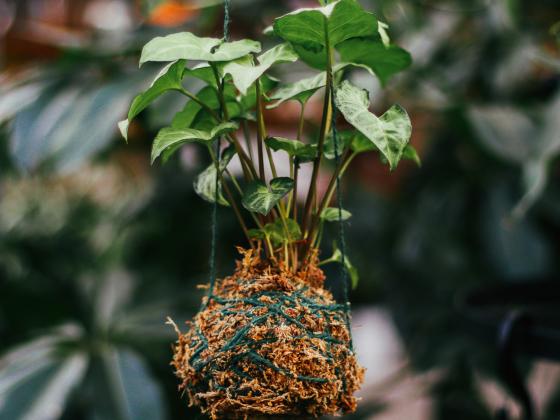 Make Your Own Kokedama Workshop