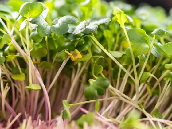 Microgreens 101: Grow Your Own Superfoods