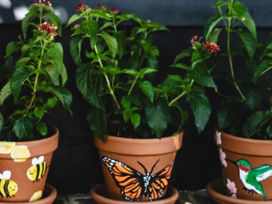 Pollinator Planter Workshop for Kids