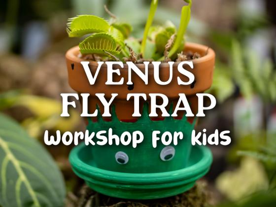 Venus Fly Trap Workshop for Kids