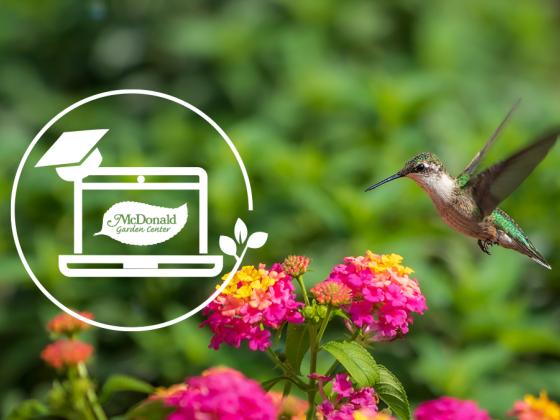 How to Attract Hummingbirds to your Garden